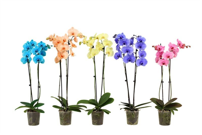Phalaenopsis Hybrid 70cm 12cm Pot