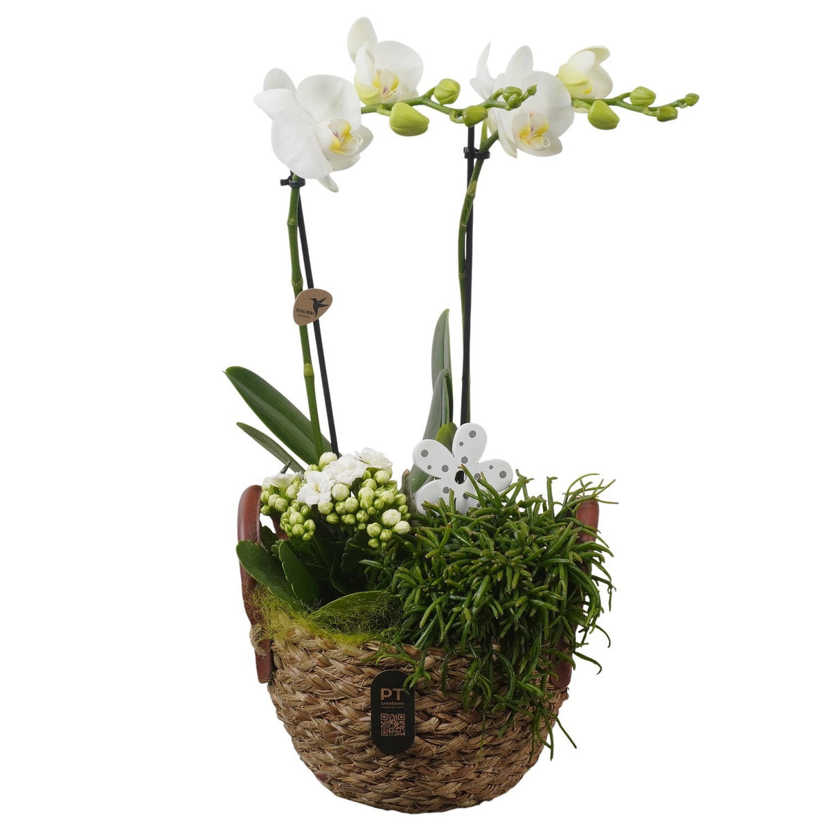 Indoor arrangement 46cm 17cm Pot