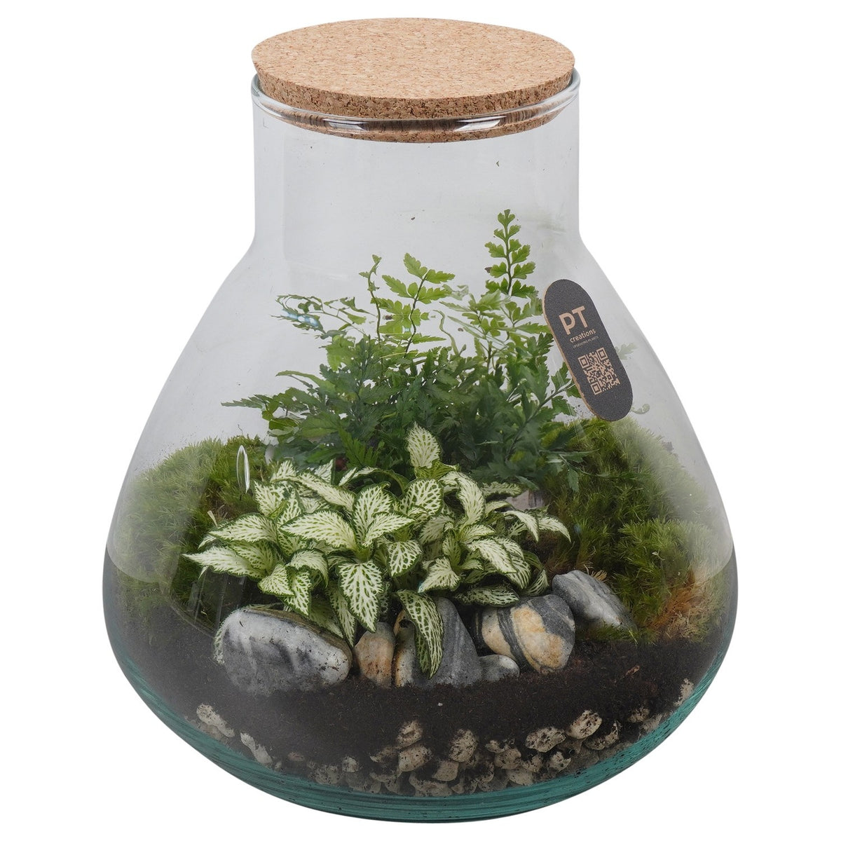 Indoor green arrangement 25cm 22cm Pot