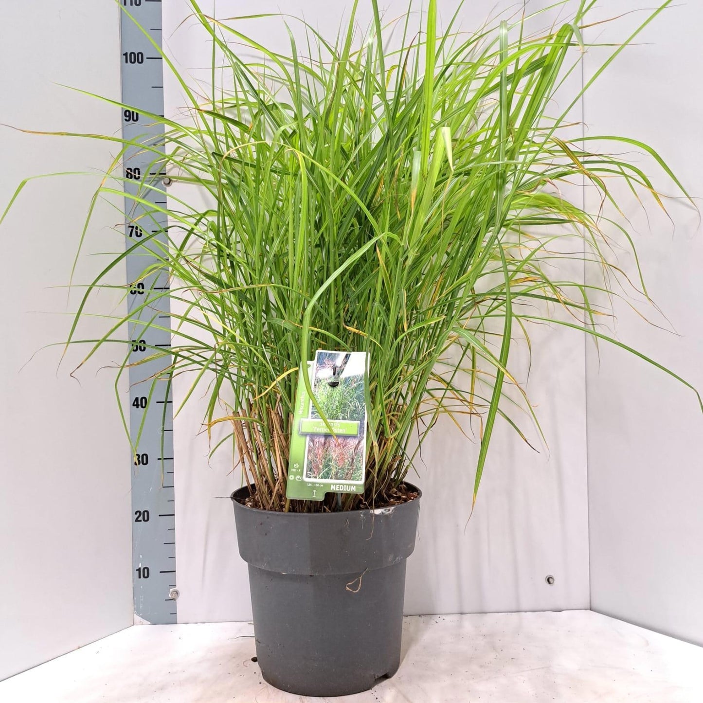 Miscanthus sinensis Ferner Osten 100cm 29cm Pot