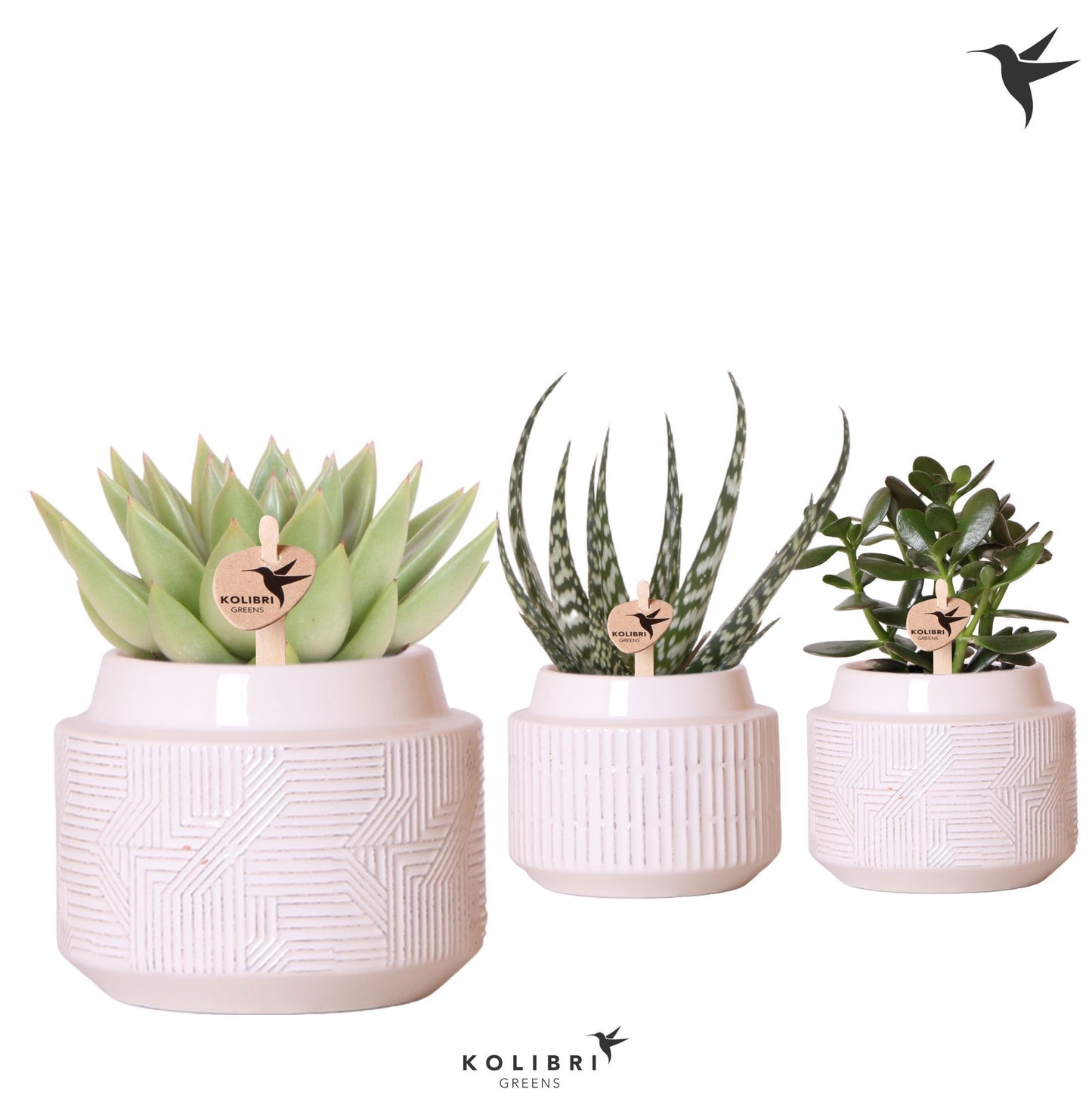 Succulent mix 20cm 9cm Pot