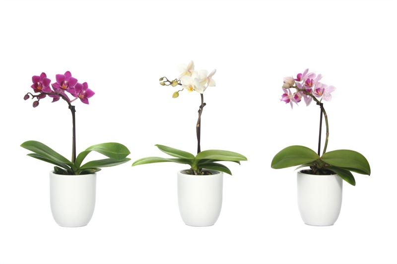 Phalaenopsis hybrid 17cm 6cm Pot
