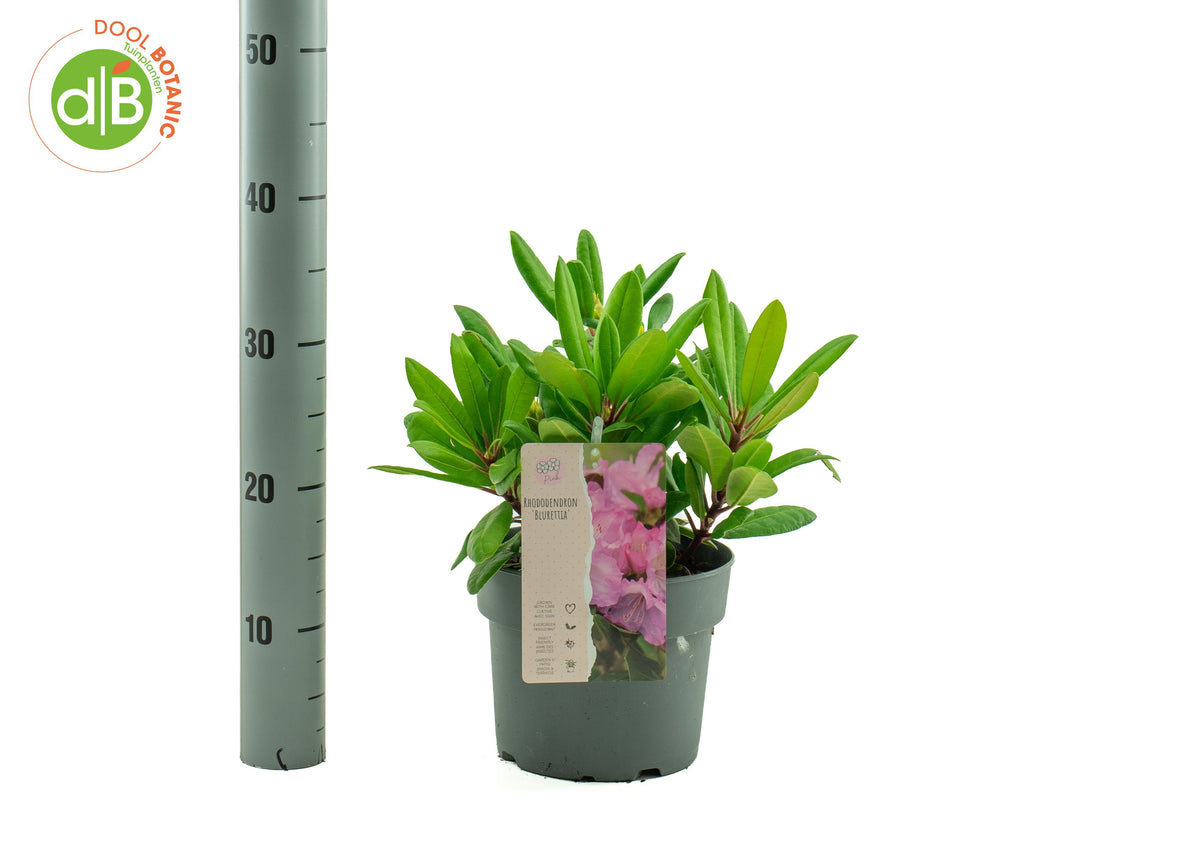 Rhododendron Blurettia 30cm 19cm Pot