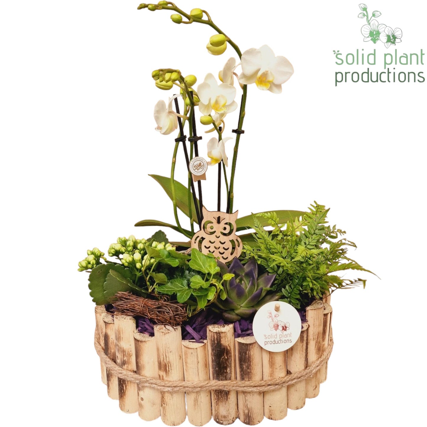 HPE007 Bologna Large Autumn Purple 45cm 30cm Pot