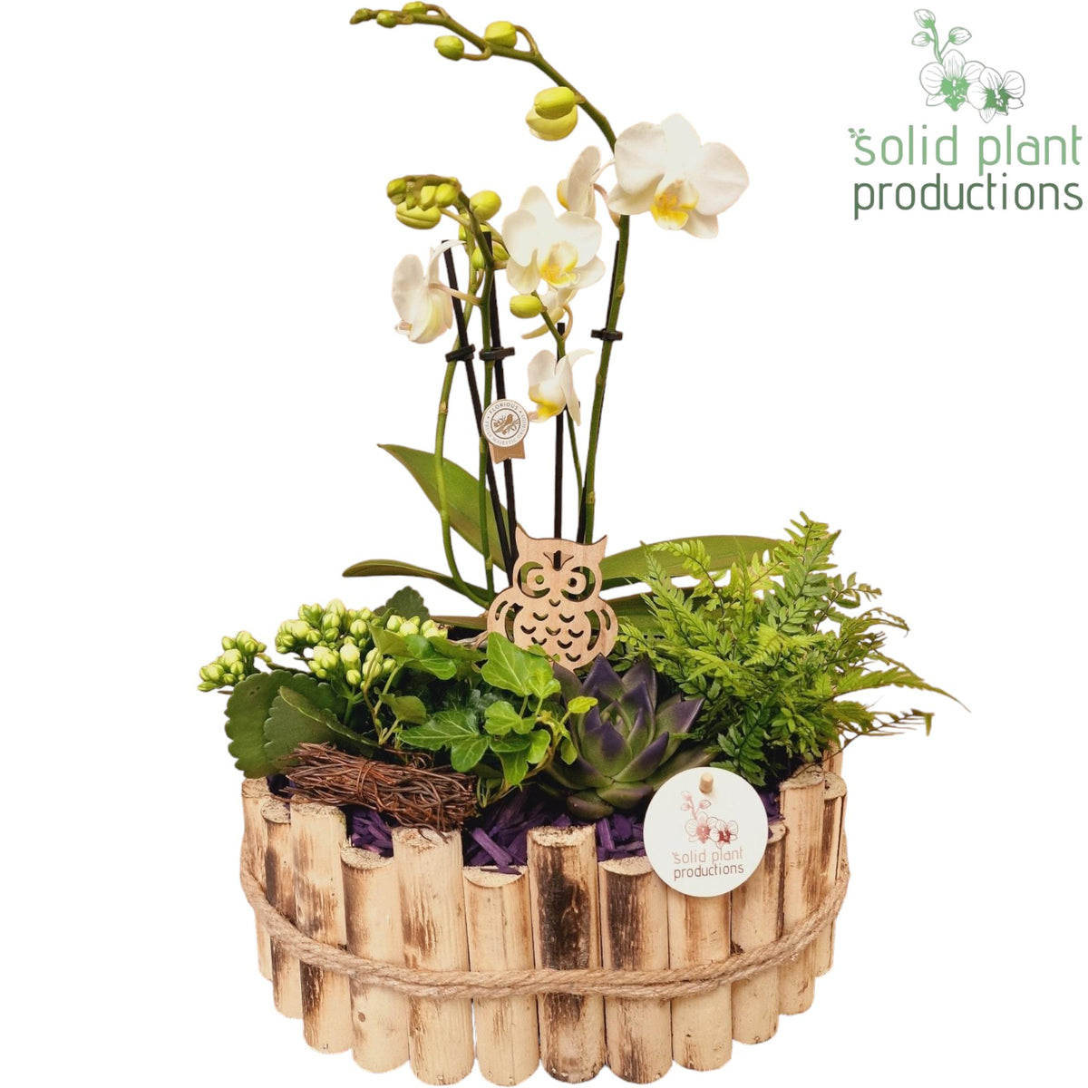 HPE007 Bologna Large Autumn Purple 45cm 30cm Pot