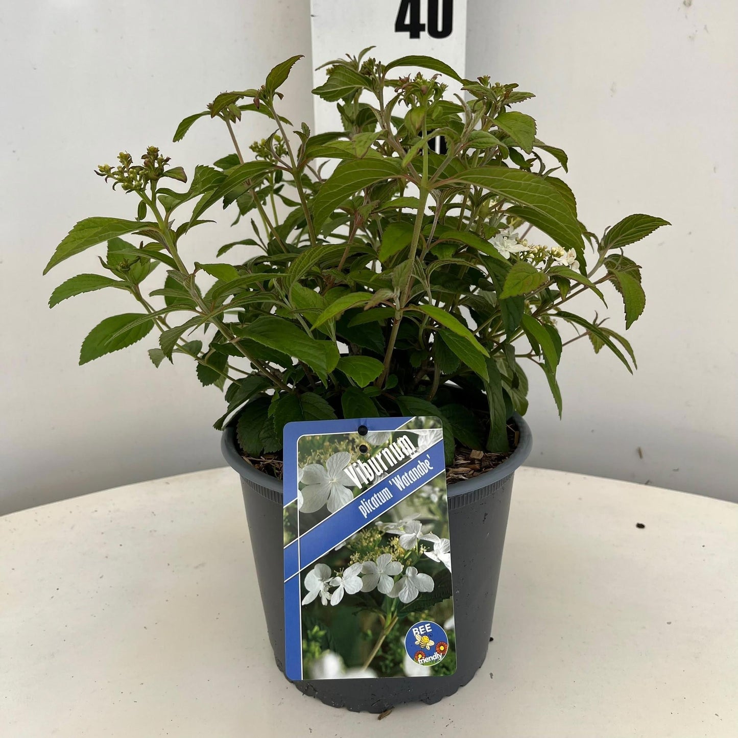 Viburnum plic. Watanabe 40cm 19cm Pot