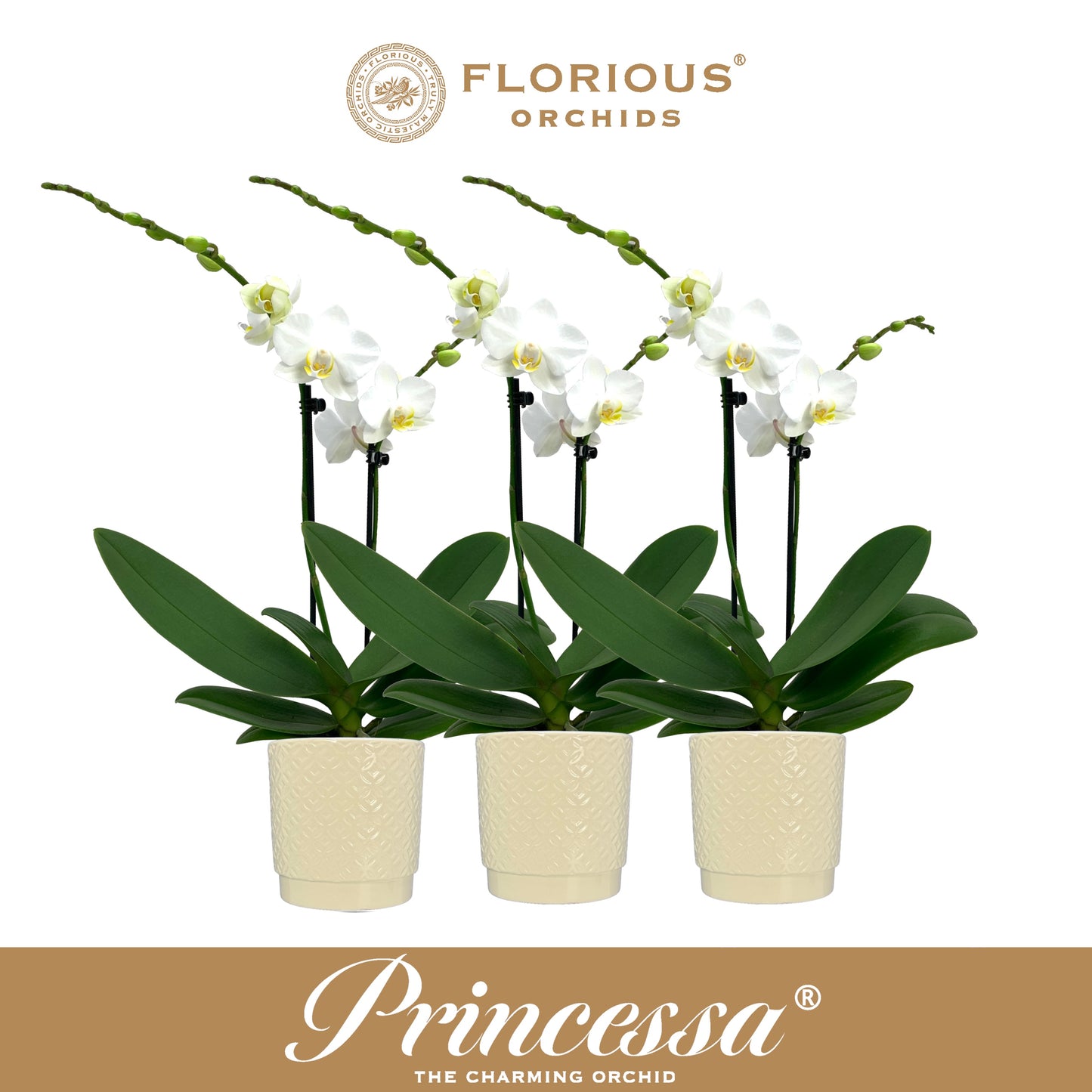 Florious Orchids Phalaenopsis white Pack of 6