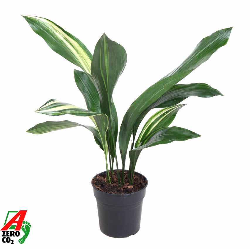 Aspidistra elatior 50cm 15cm Pot