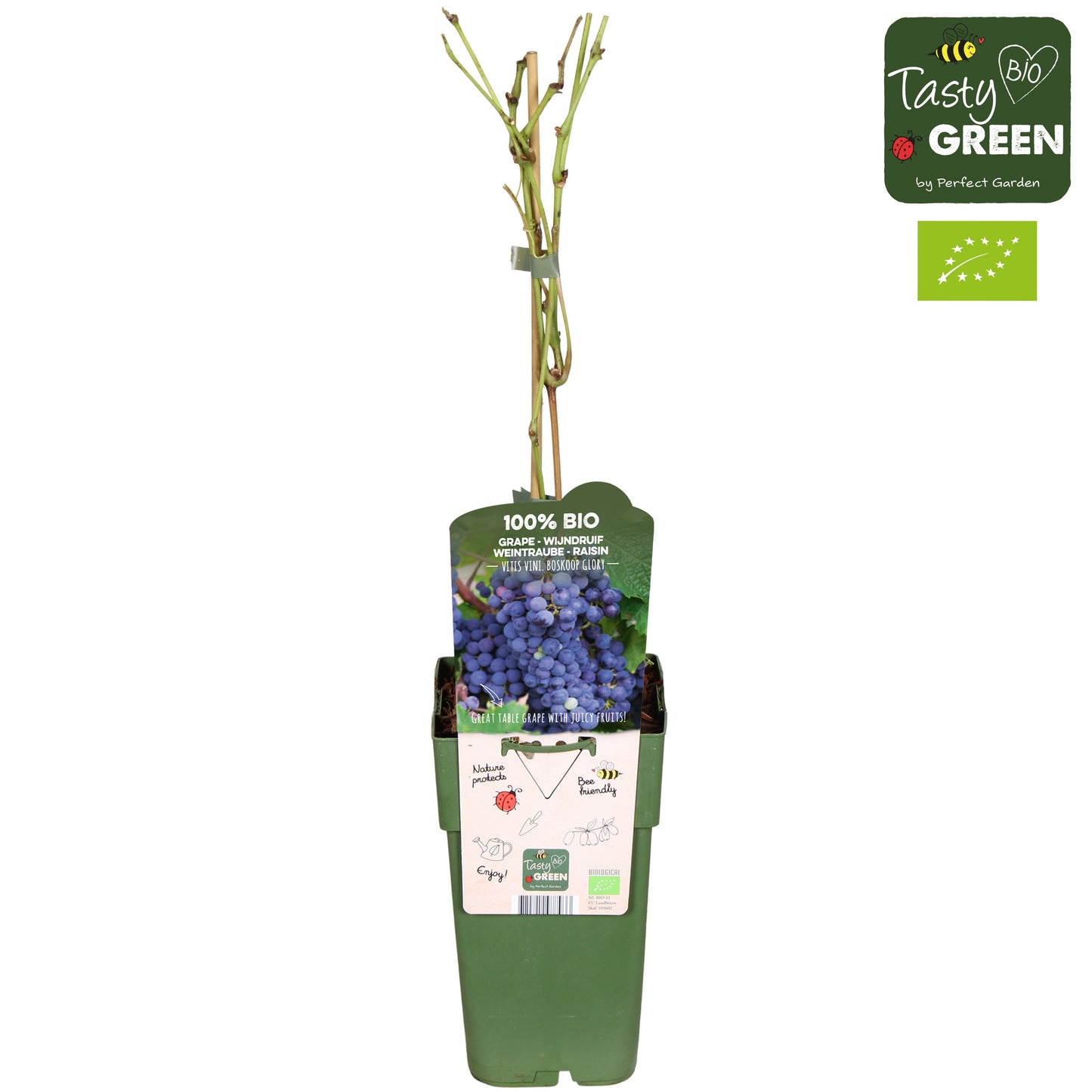 Vitis Boskoop Glory (Black Grape) 55cm 15cm Pot