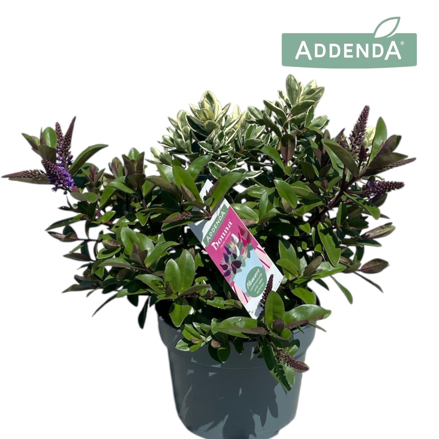 Roest, Mts. Hebe Addenda mix Pack of 6