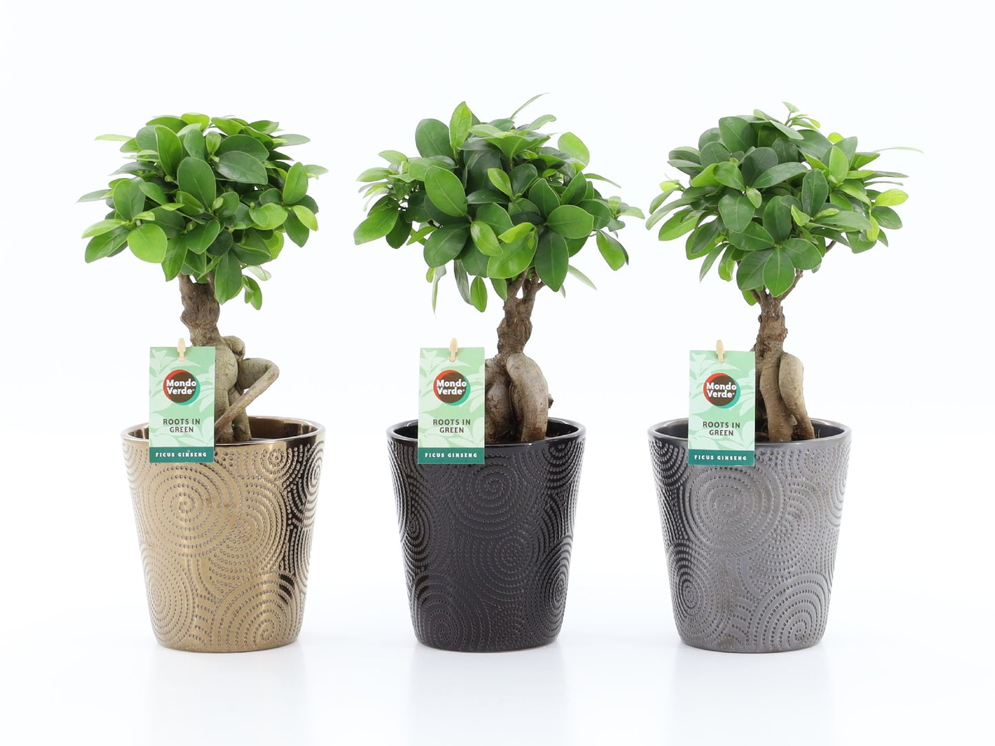 Ficus Ginseng in Infinity pots 35cm 13cm Pot
