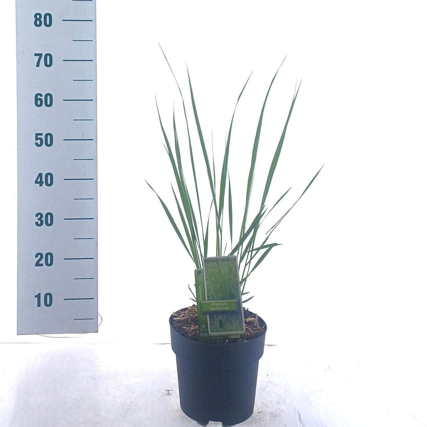 Panicum virgatum 50cm 19cm Pot