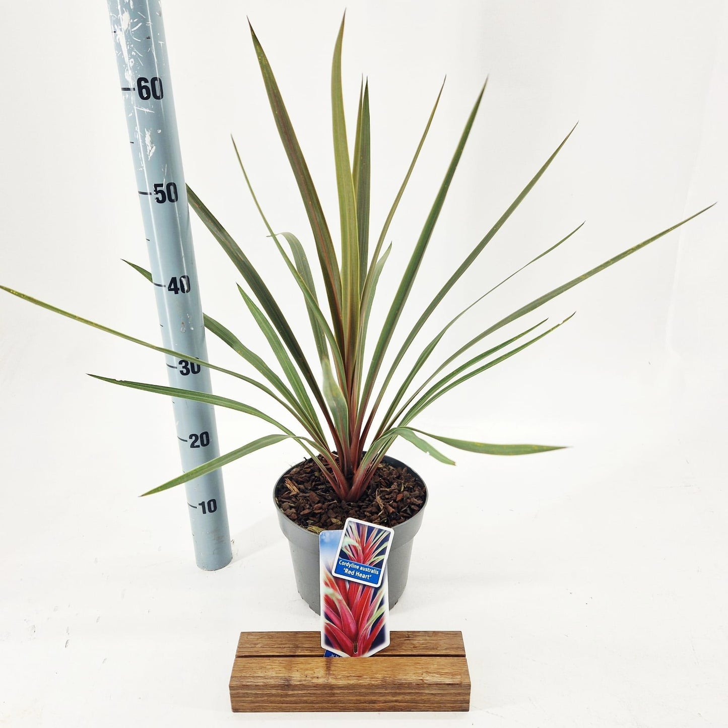 Cordyline 55cm 19cm Pot