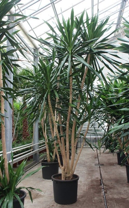 Dracaena marginata 400cm 70cm Pot