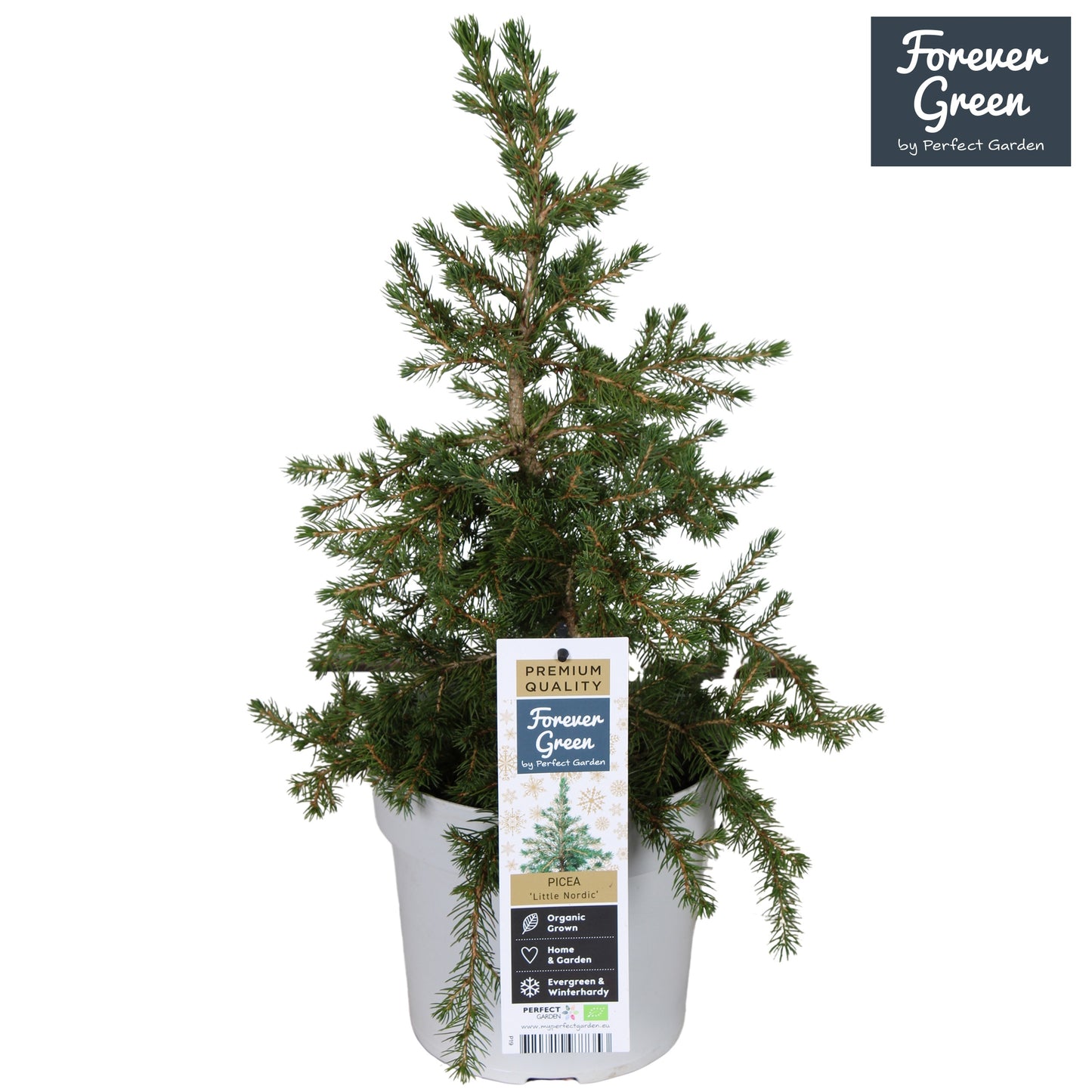 Picea gl. Little Nordic 50cm 19cm Pot