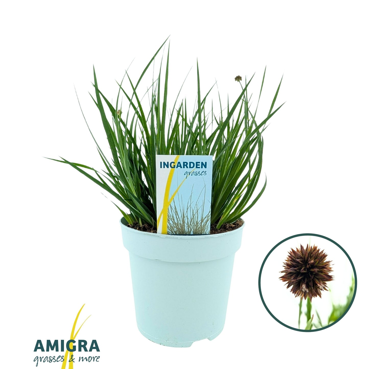 Juncus ensifolius 40cm 17cm Pot