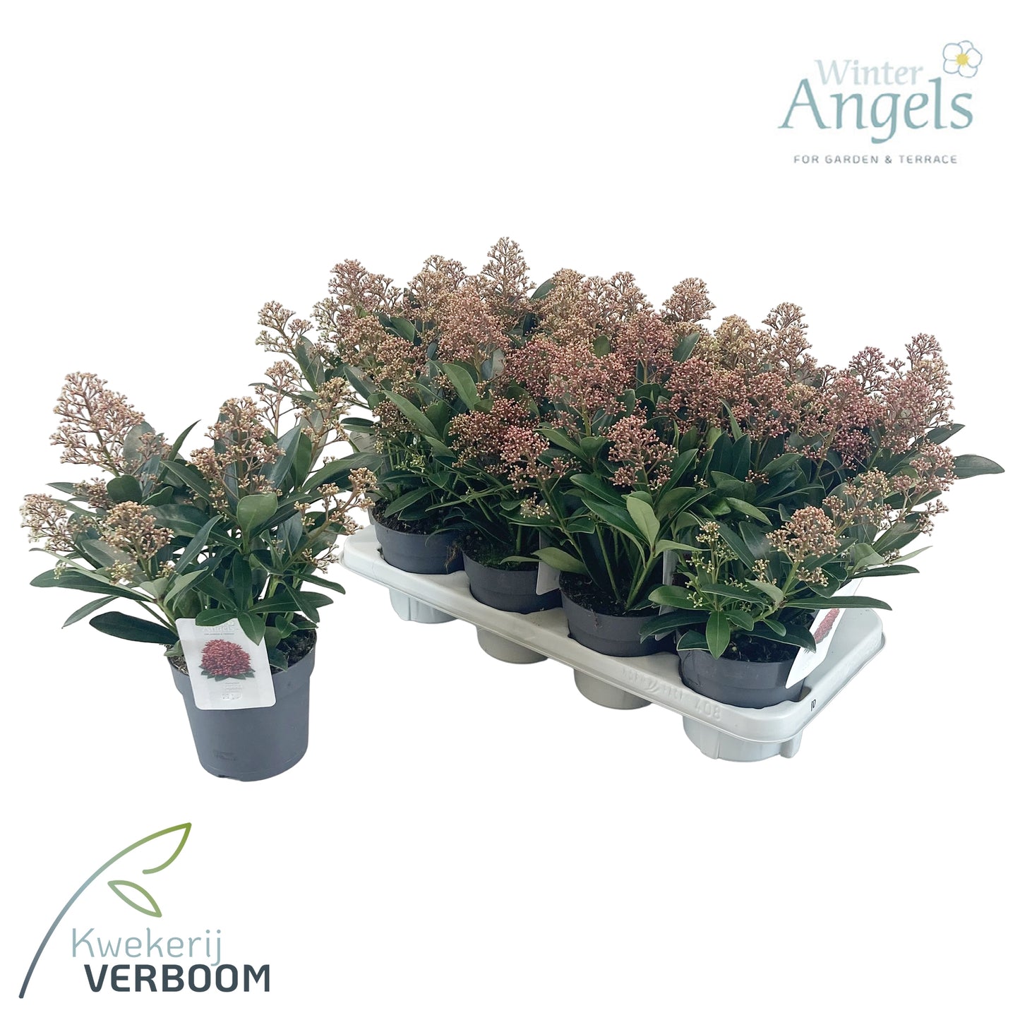 Skimmia japonica Rubella 30cm 13cm Pot
