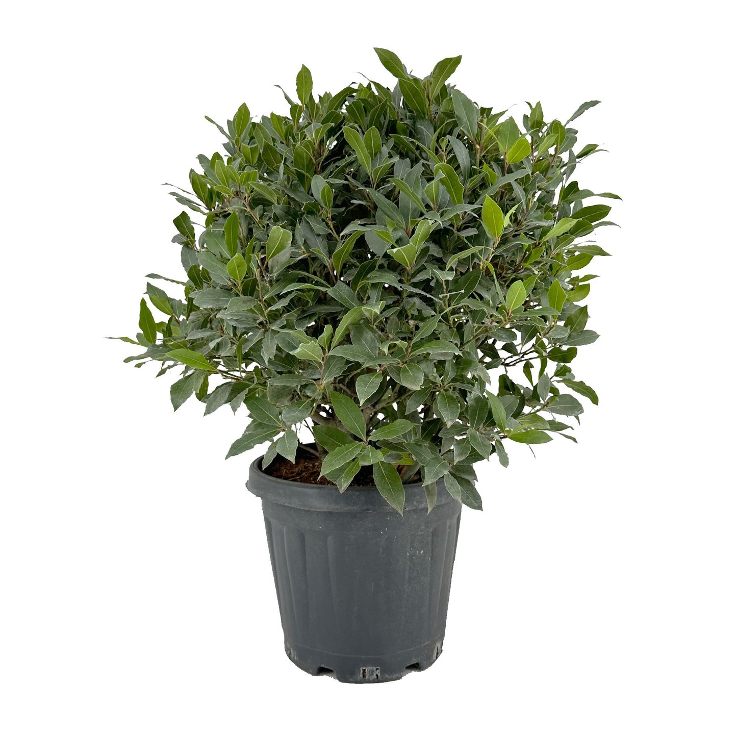 Laurus nobilis 85cm 30cm Pot