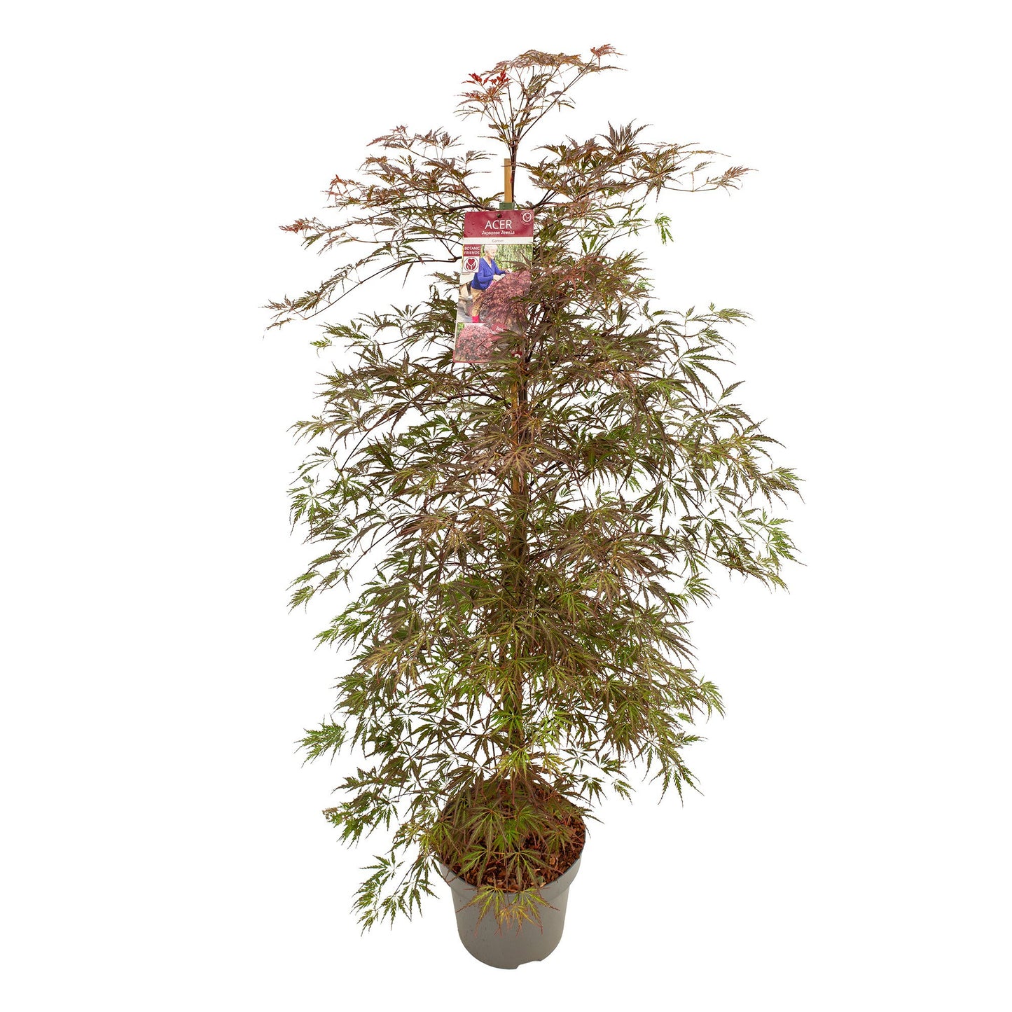 Acer Garnet 175cm 30cm Pot