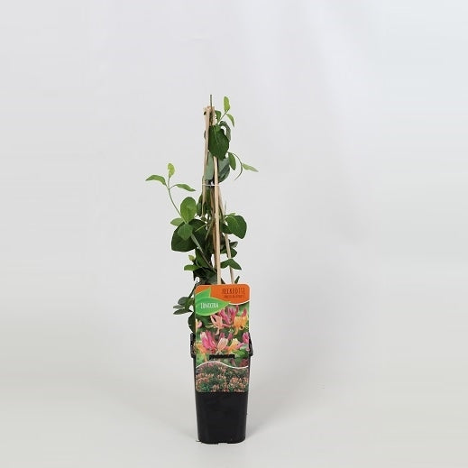 Lonicera American Beauty 60cm 14cm Pot