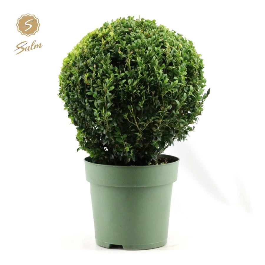 Buxus sempervirens ball Ø 32 46cm 24cm Pot