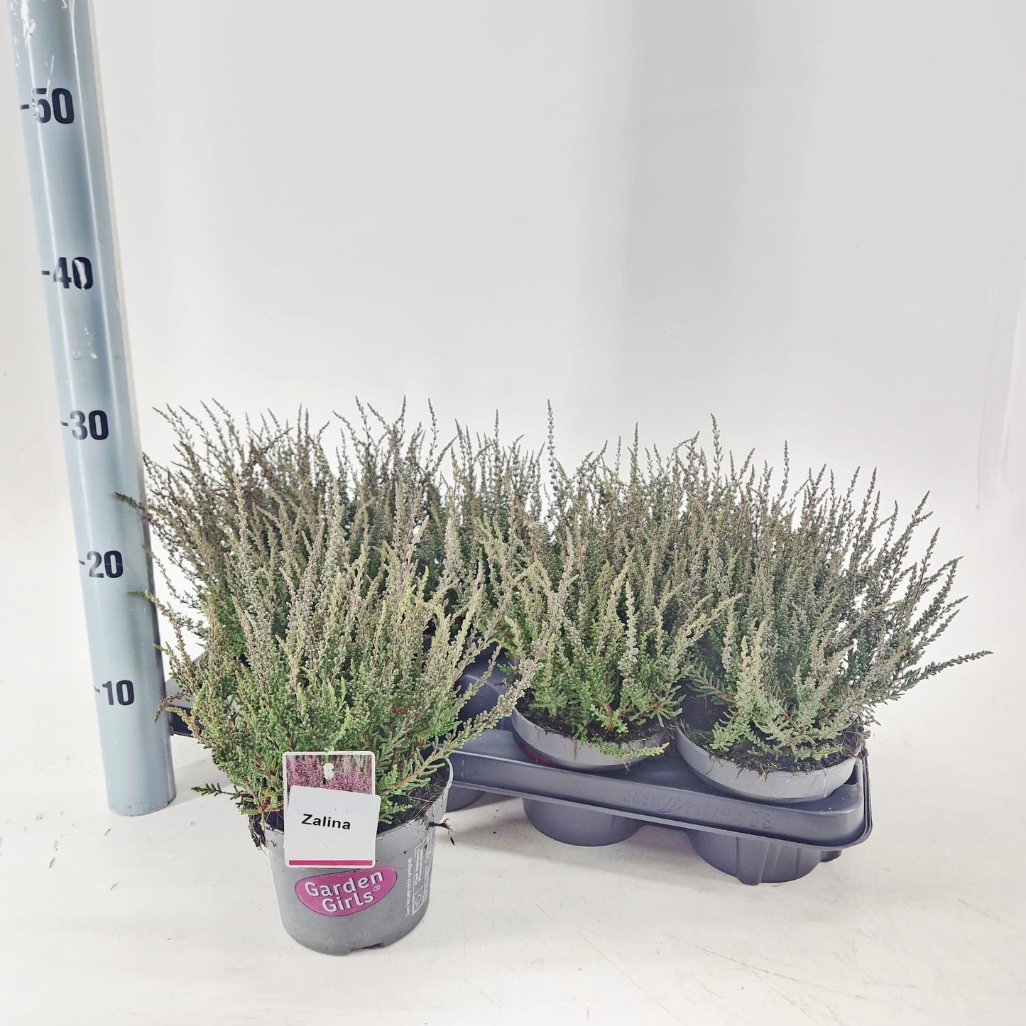 Calluna Garden Girls mix 25cm 13cm Pot