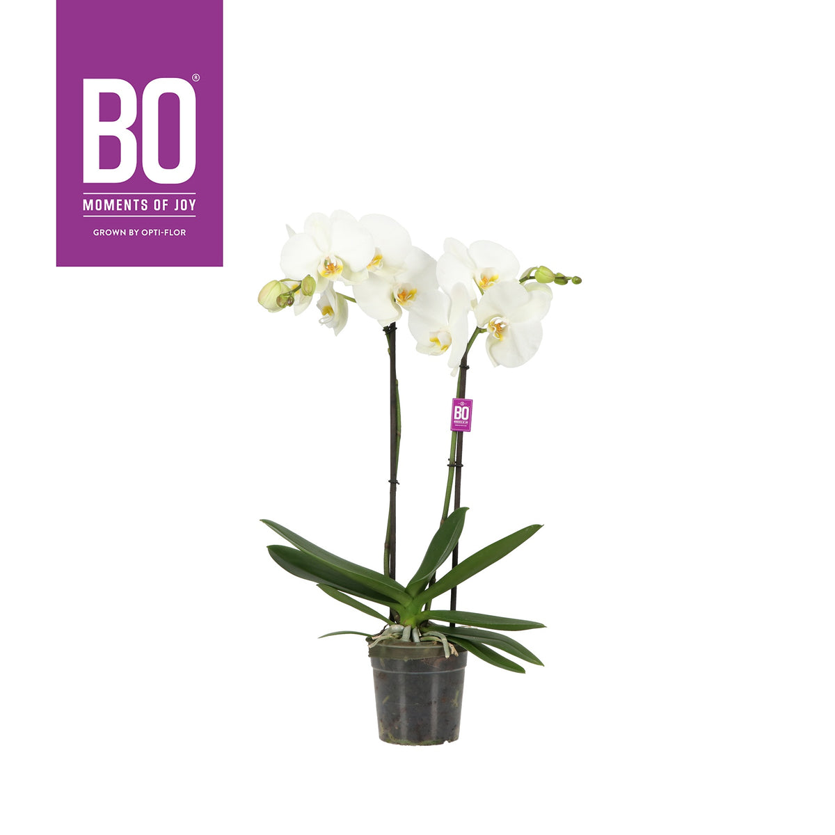 Phalaenopsis white 50cm 12cm Pot