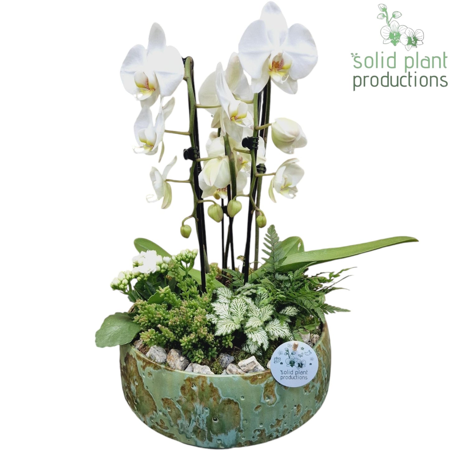 Solid Plant Productions PH105 Sophia Green Cascade Pack of 2