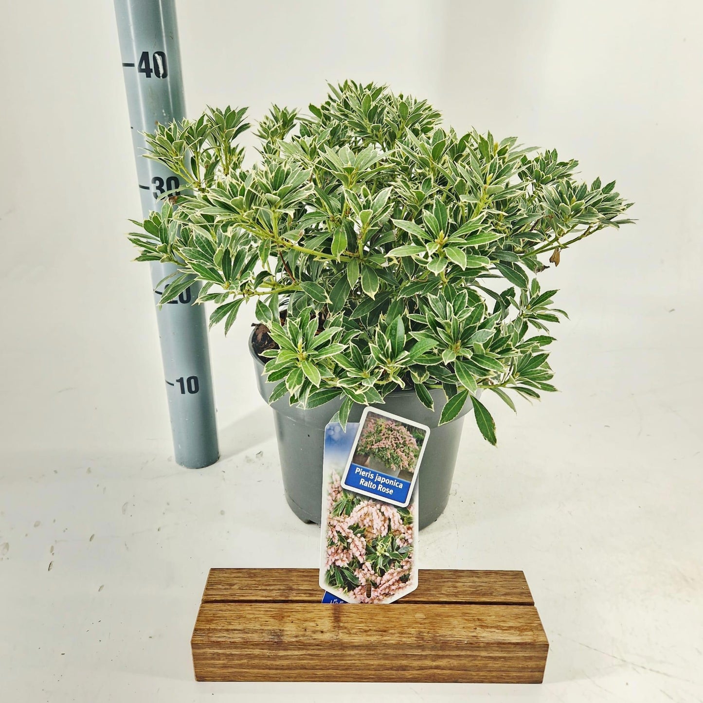 Pieris japonica Ralto Rose 45cm 23cm Pot
