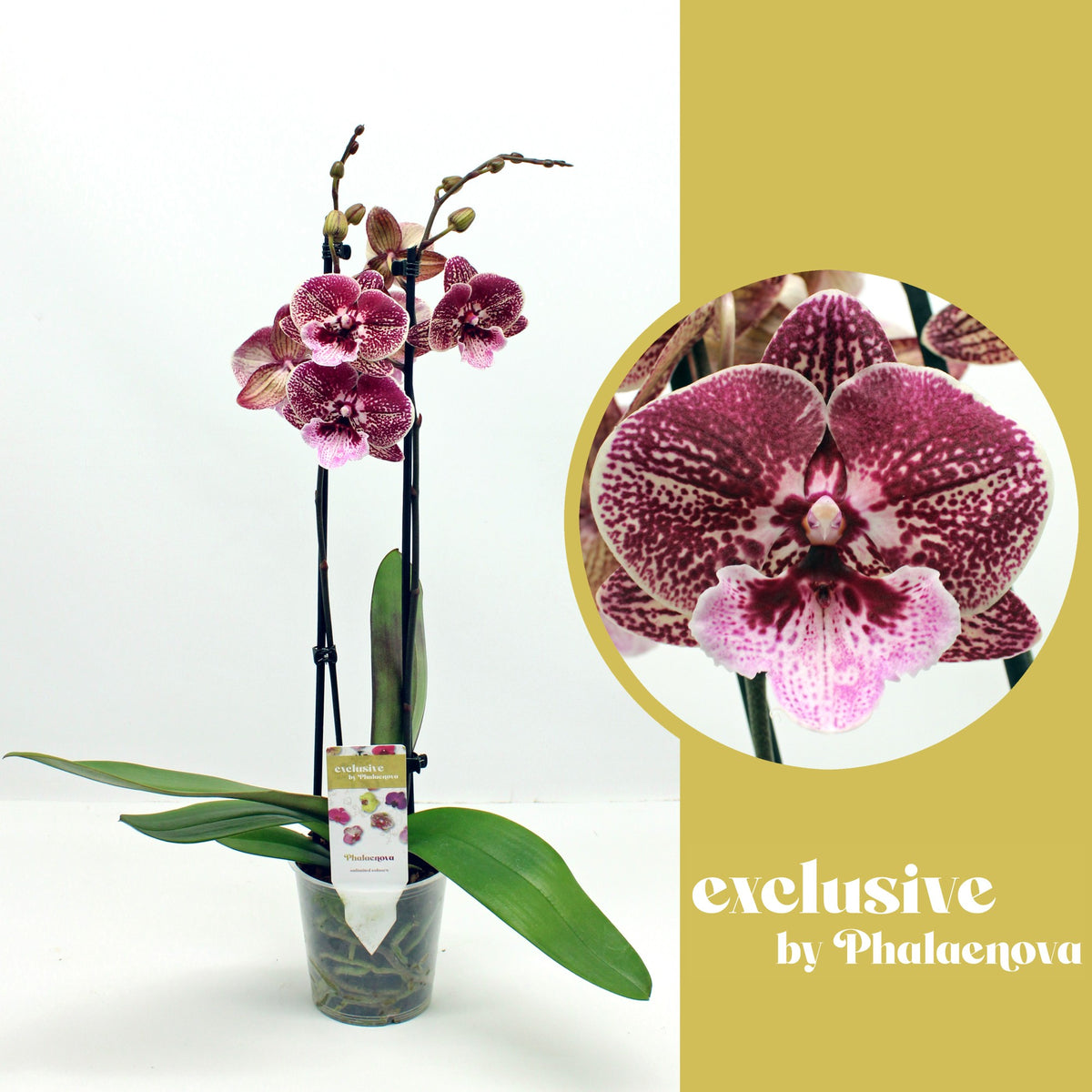 Phalaenopsis red 60cm 12cm Pot