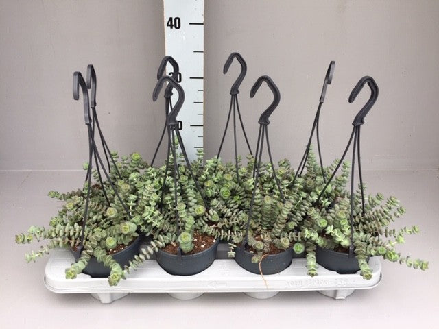 Crassula marnieriana 35cm 12cm Pot