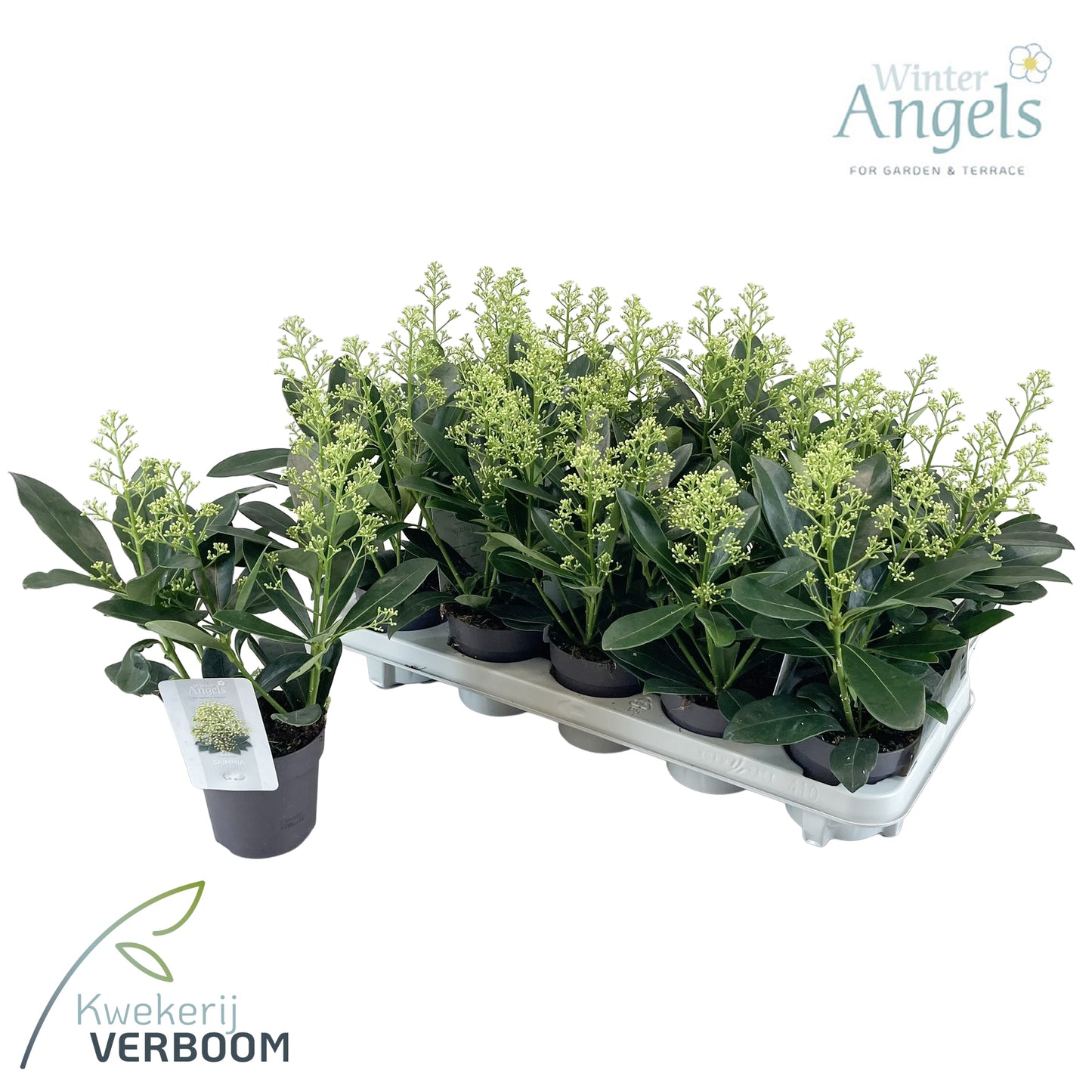 Skimmia japonica Finchy 30cm 10cm Pot