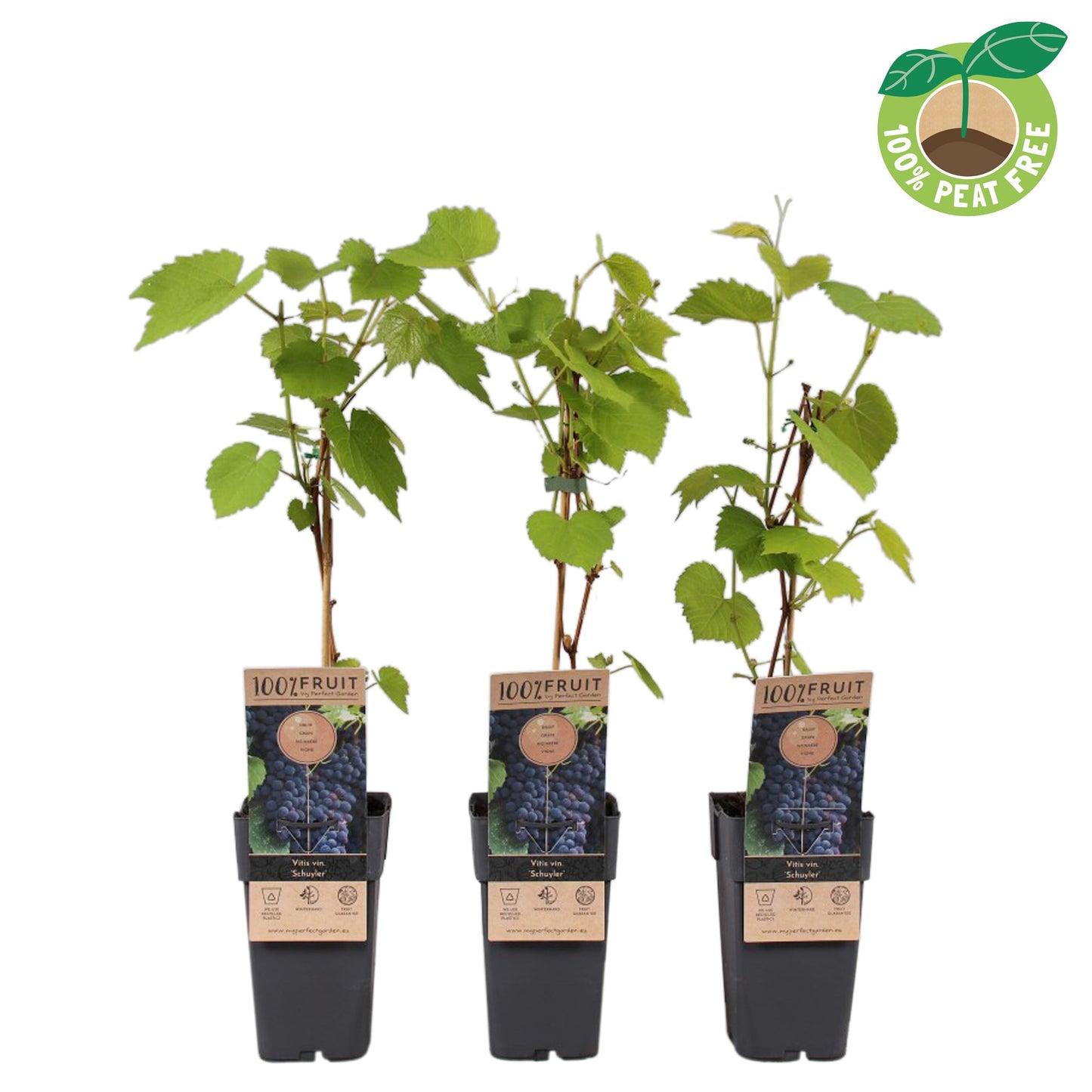 Vitis vinifera Schuyler 50cm 15cm Pot