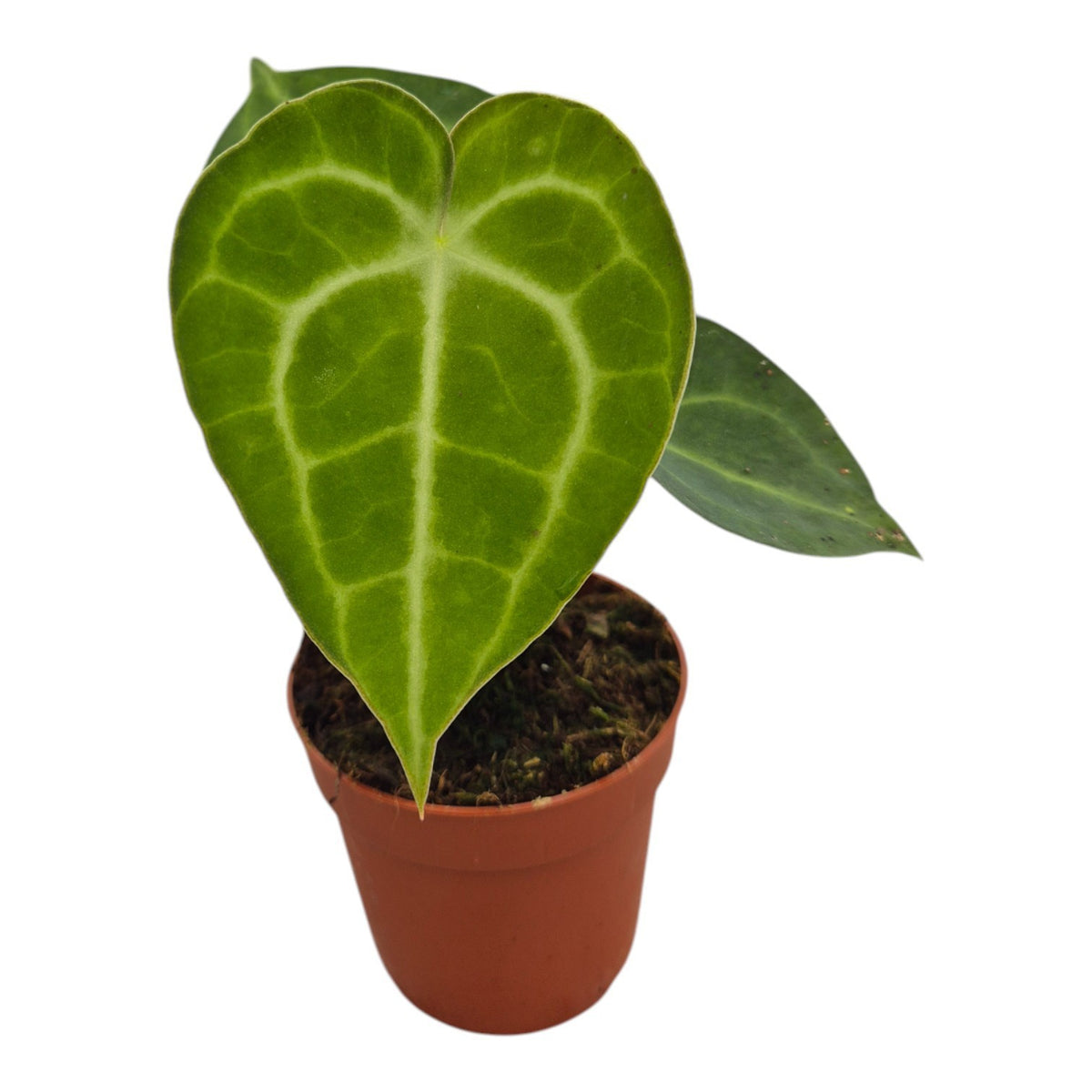 Anthurium andraeanum 20cm 7cm Pot