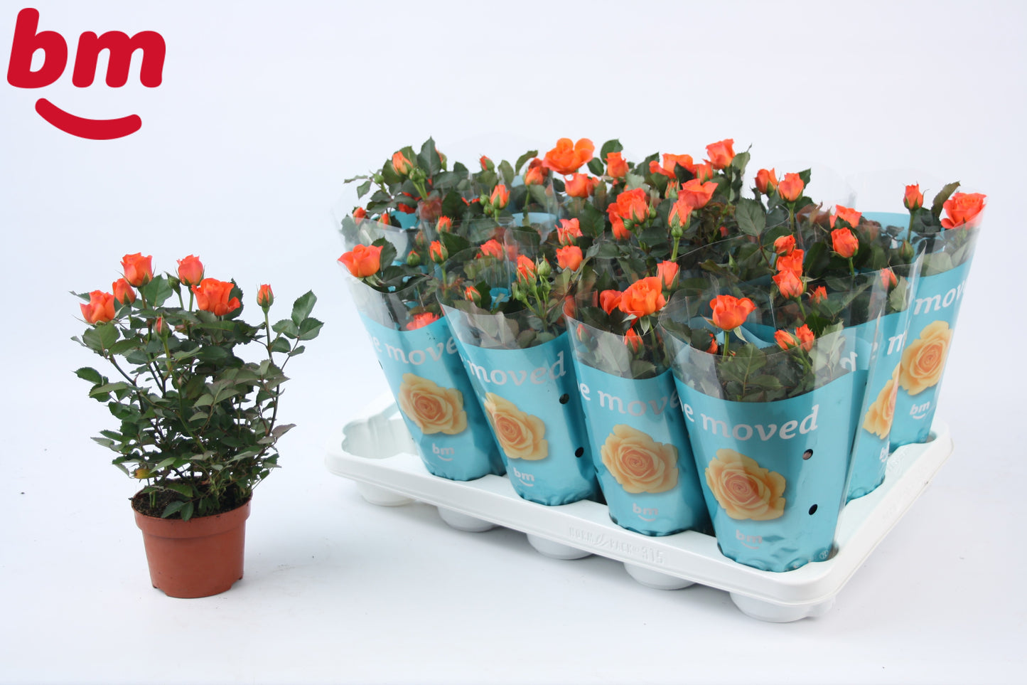 BM Roses Rosa Jewel Orange Pack of 12