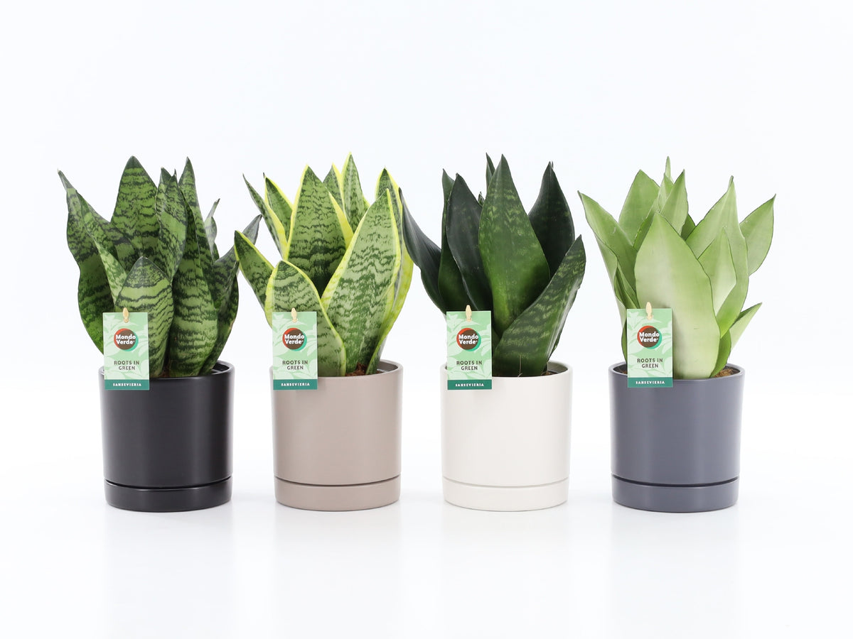 Sansevieria 35cm 13cm Pot