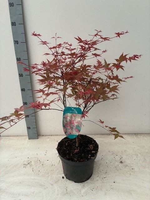 Acer Deshojo 70cm 23cm Pot