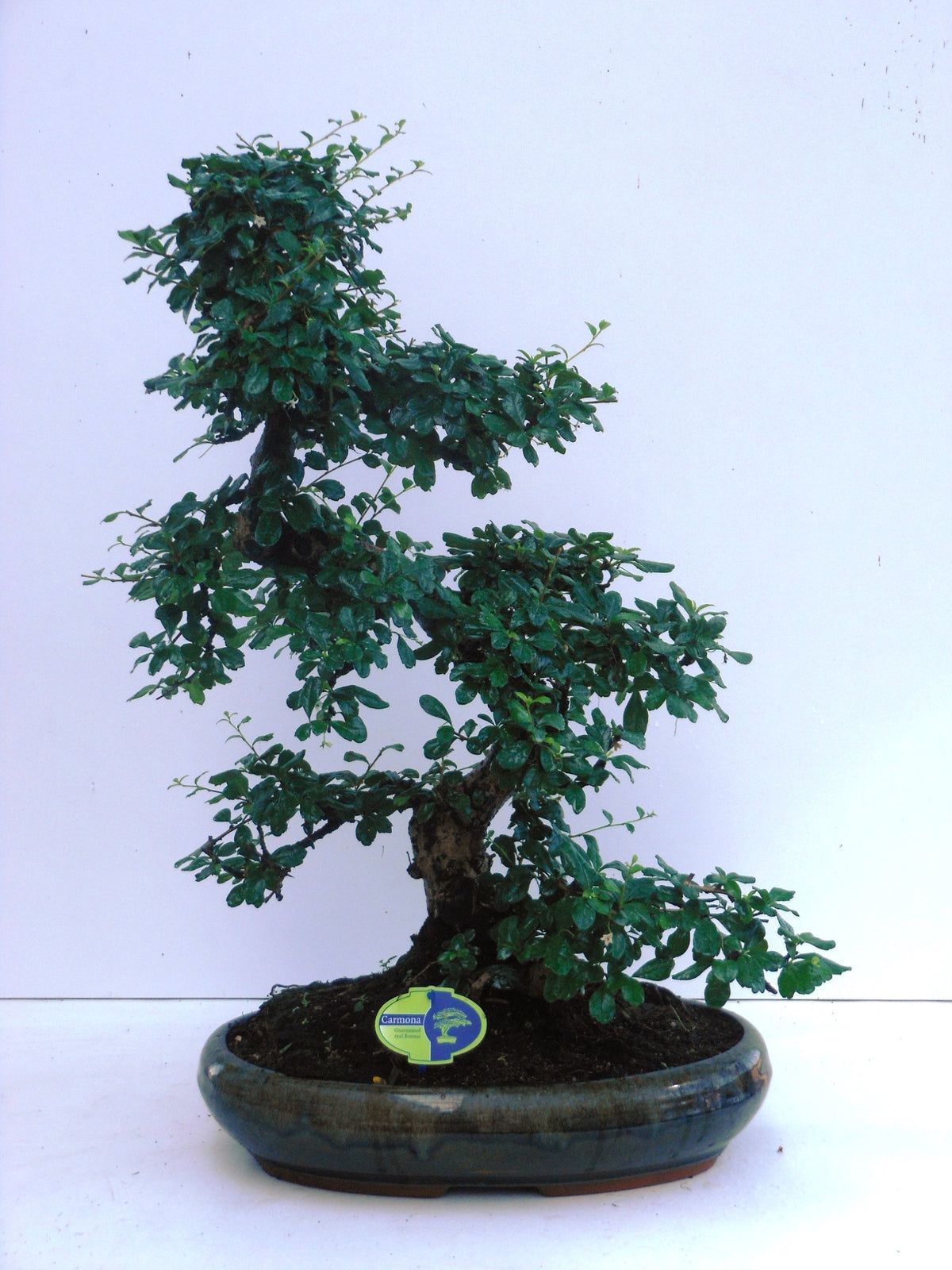 Bonsai Mix 65cm 43cm Pot