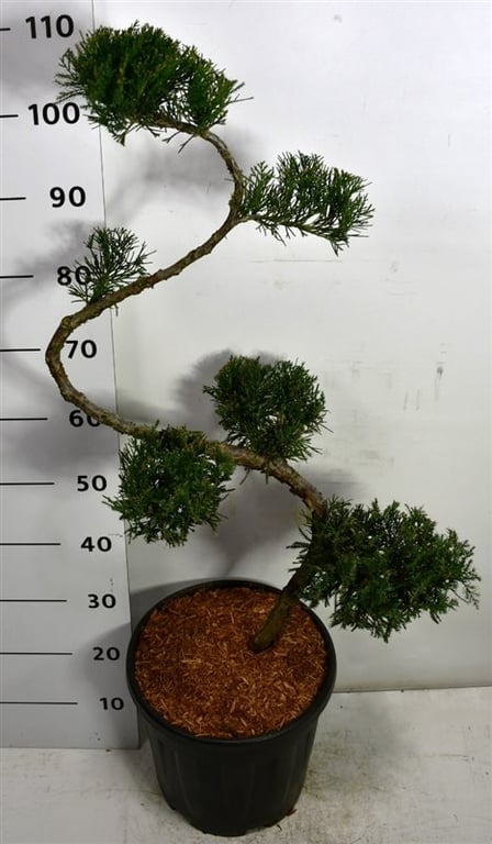 Juniperus Mint Julep 115cm 38cm Pot