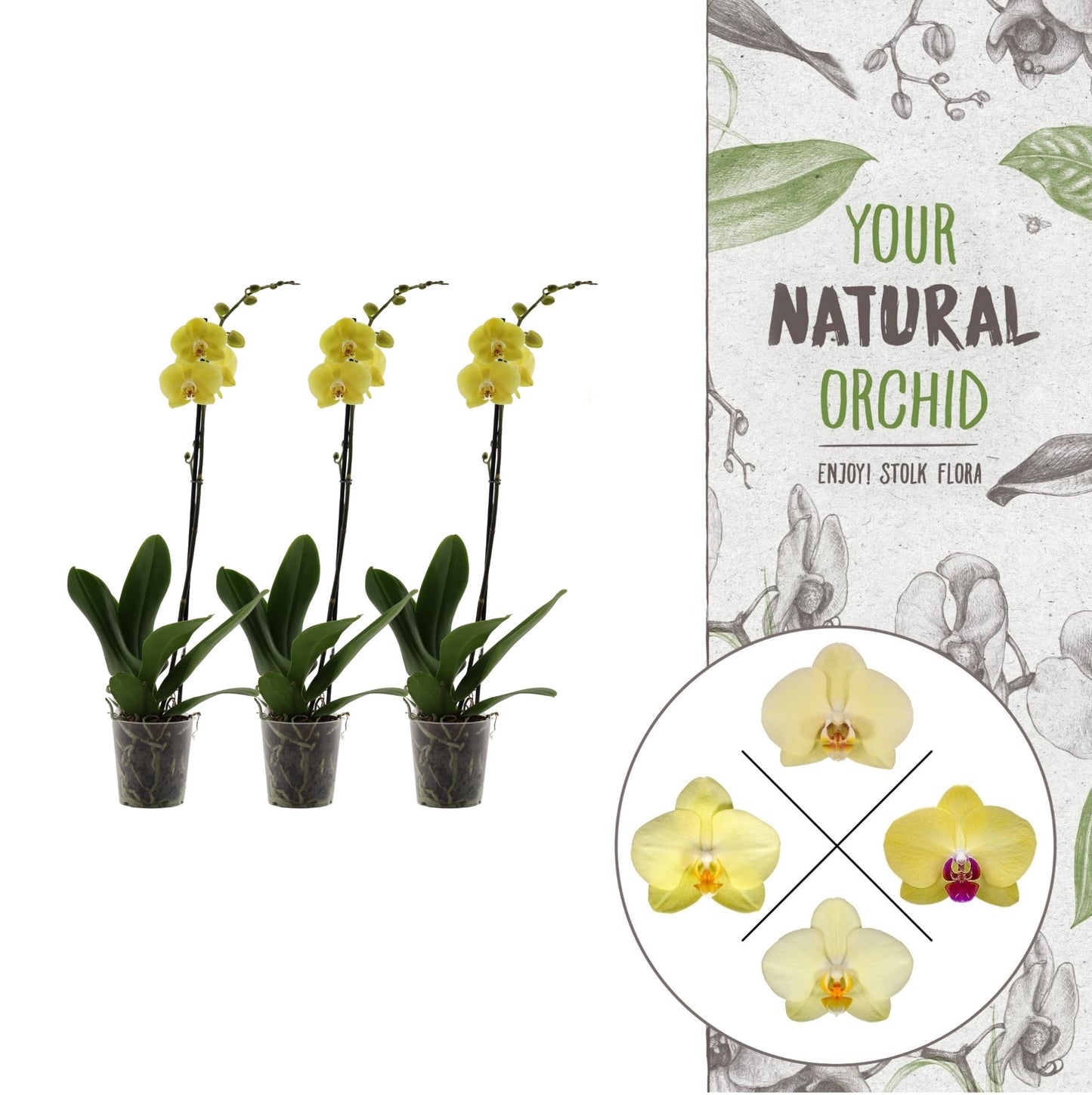 Phalaenopsis yellow 60cm 12cm Pot