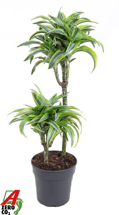 Dracaena frag. Lemon Surprise 80cm 19cm Pot
