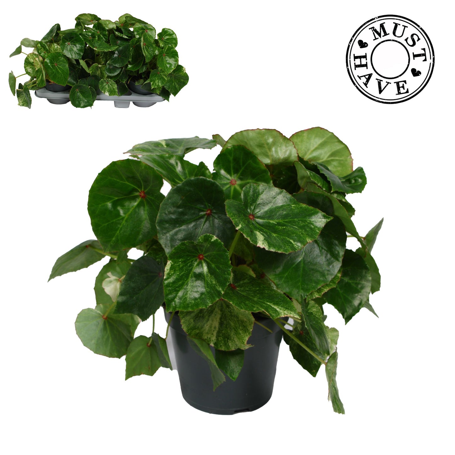 Begonia Rouge Variegated 35cm 17cm Pot