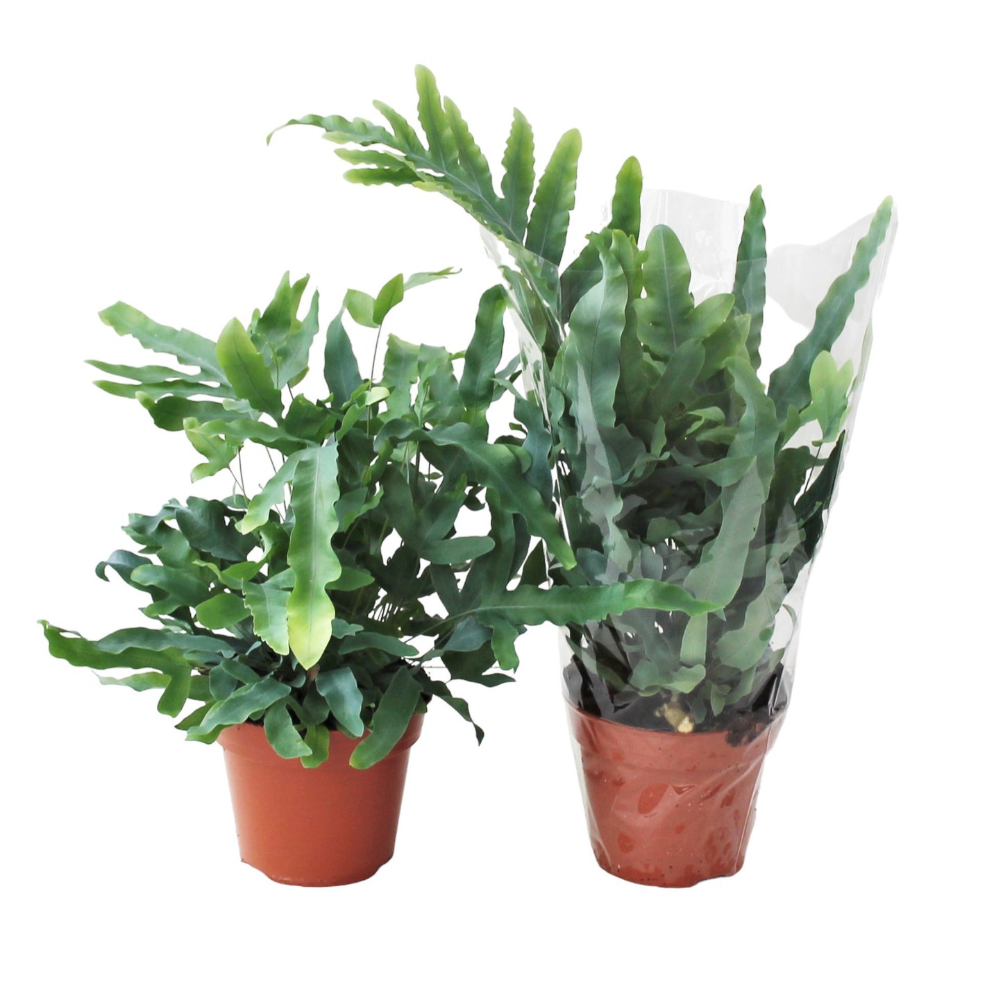 Phlebodium Blue Star 50cm 17cm Pot
