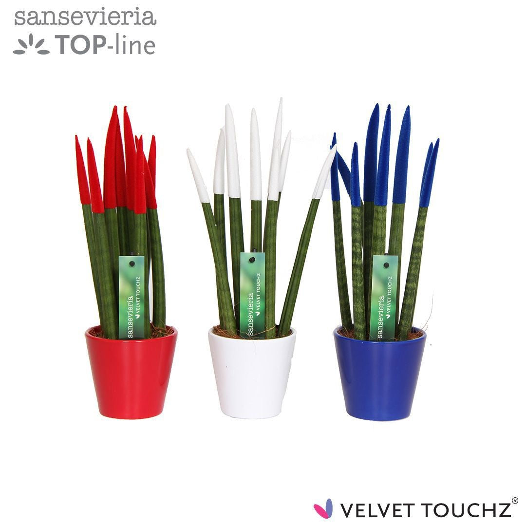 Sansevieria cylindrica 35cm 8.5cm Pot