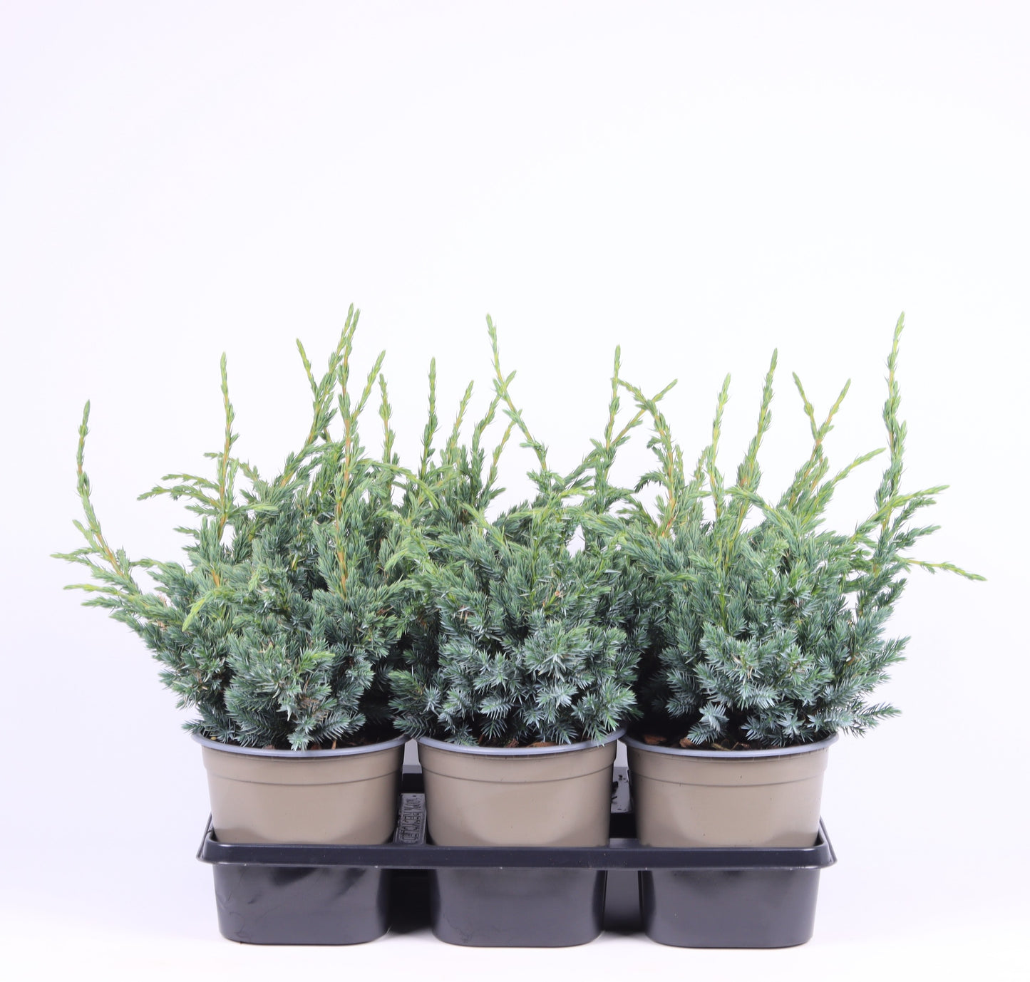 Juniperus Meyeri 40cm 15cm Pot