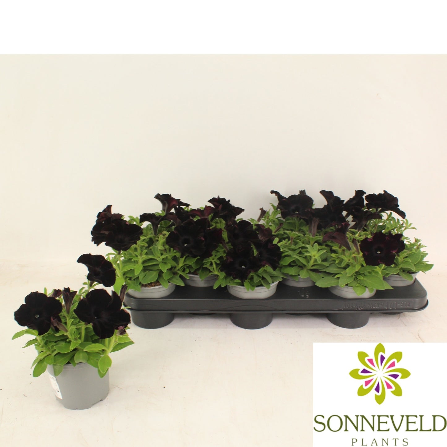 Petunia Sweetunia Black Satin 15cm 510cm Pot