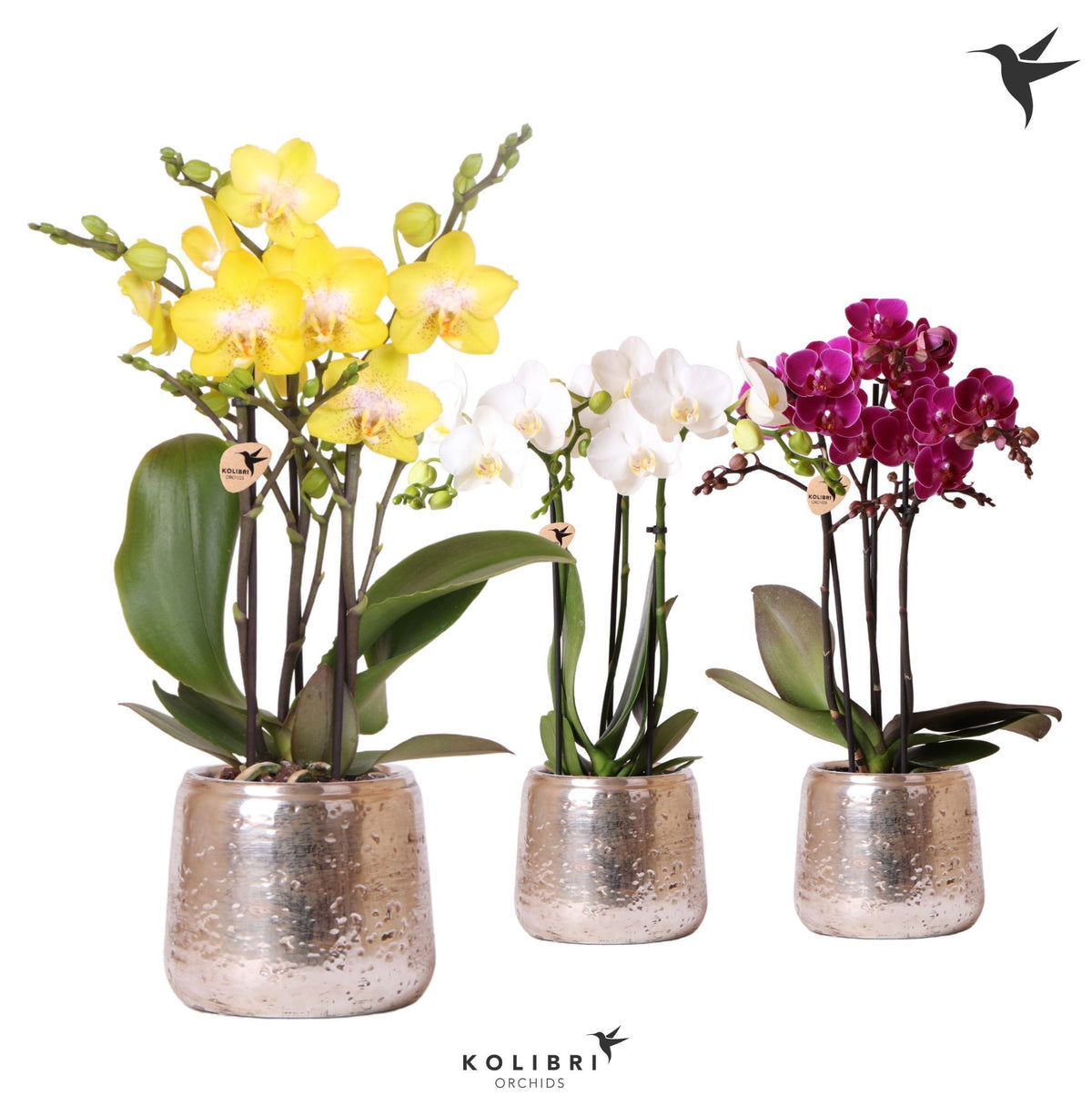 Kolibri Orchids Phalaenopsis mix 3 spike in Luxury pot silver 40cm 9cm Pot