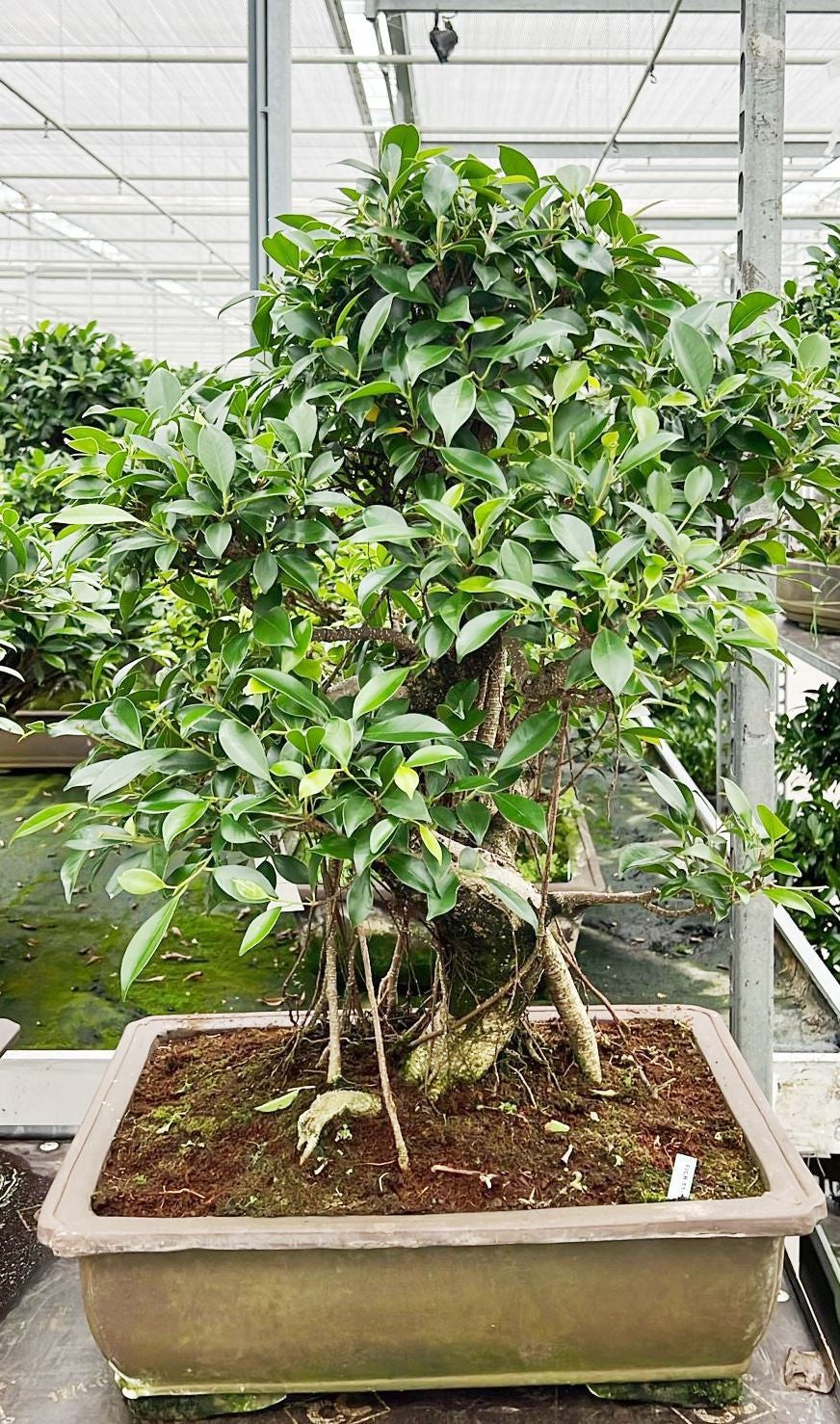 Bonsai Mix 85cm 50cm Pot