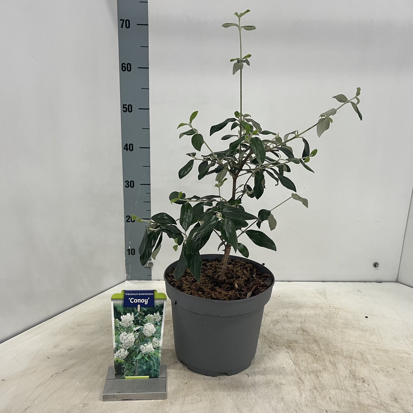 Viburnum burkwoodii 45cm 23cm Pot