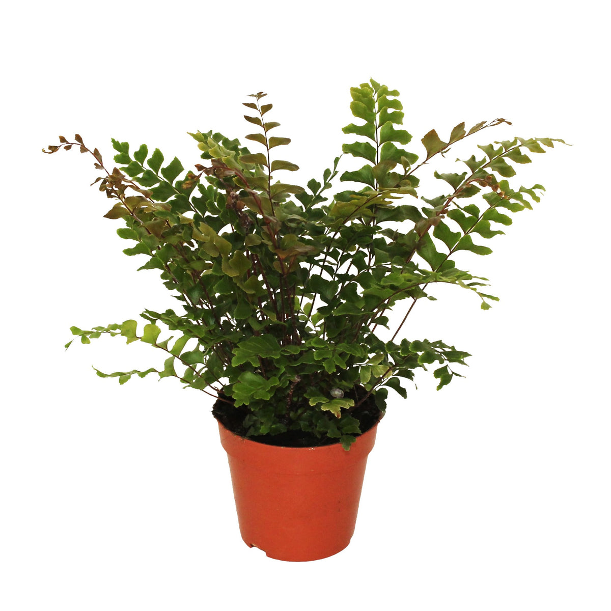 Didymochlaena truncatula 30cm 12cm Pot